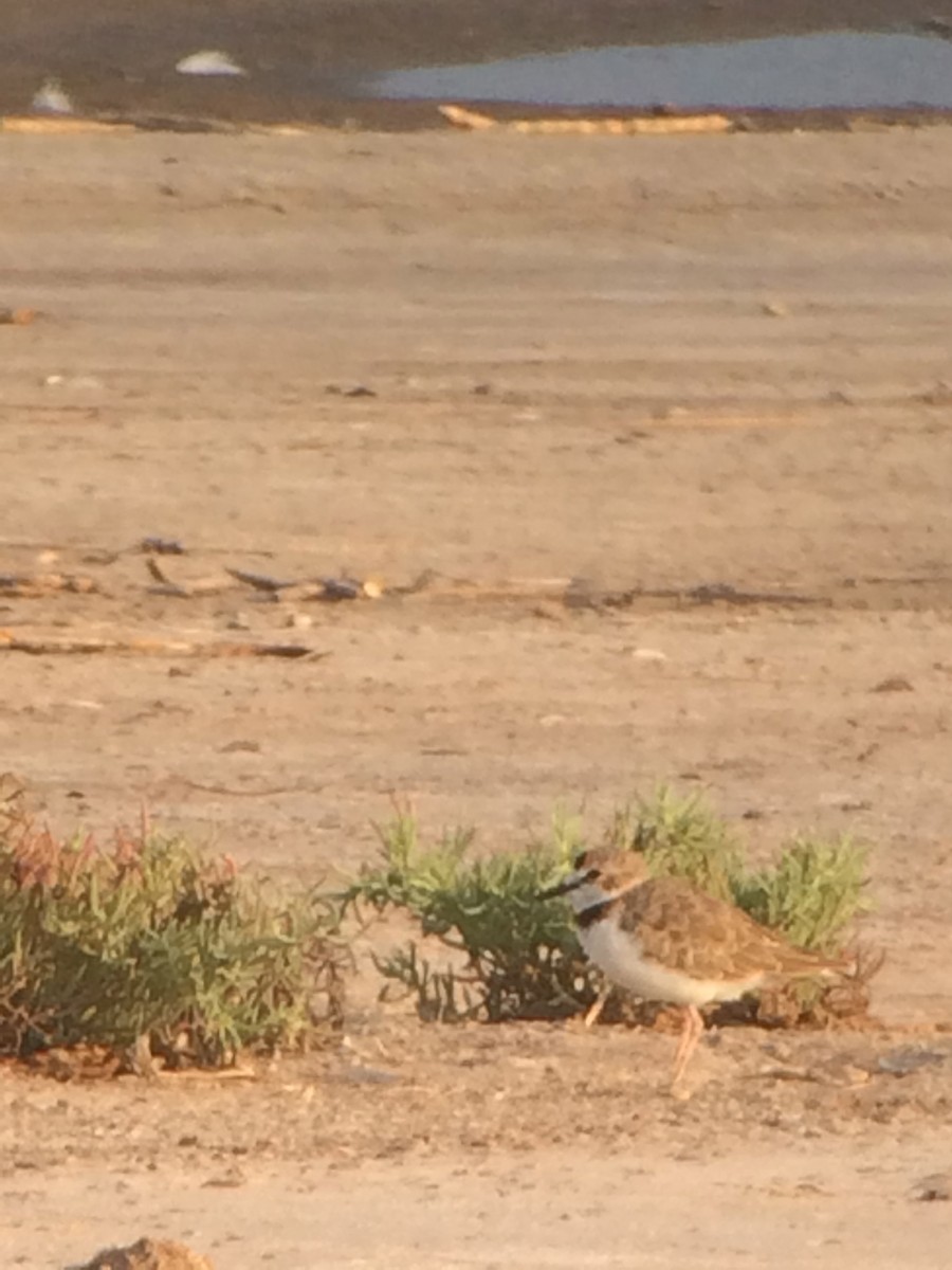 Collared Plover - ML129860451