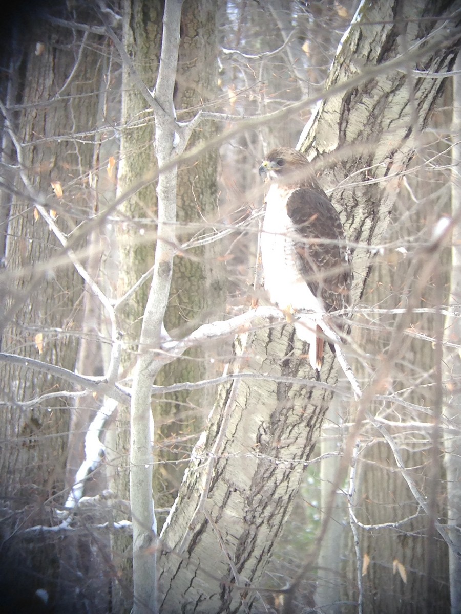 Red-tailed Hawk (borealis) - ML129860841