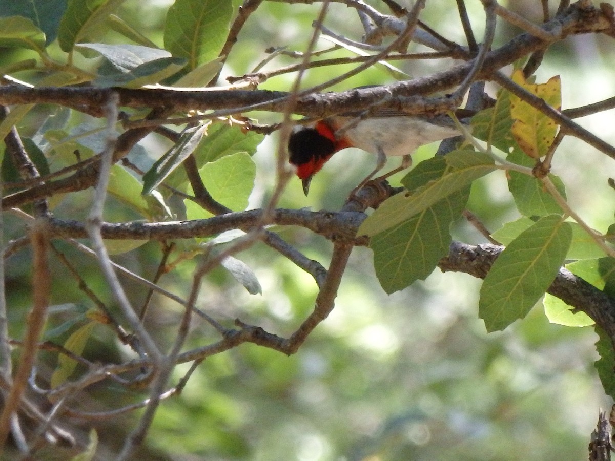 Red-faced Warbler - Dennis Shepler