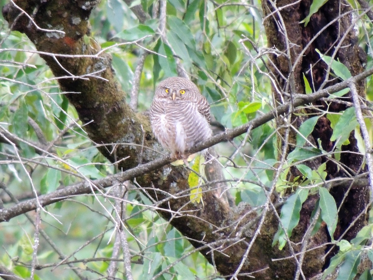 Asian Barred Owlet - Todd Pepper