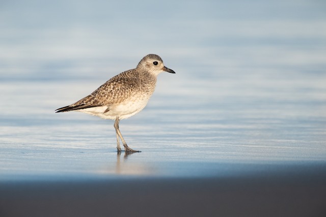 Black-bellied Plover