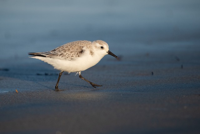 Sanderling