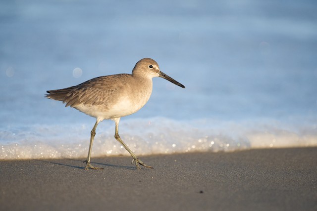 Willet