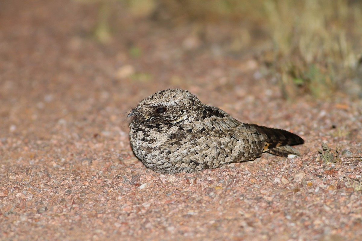 Common Poorwill - Tom Baxter