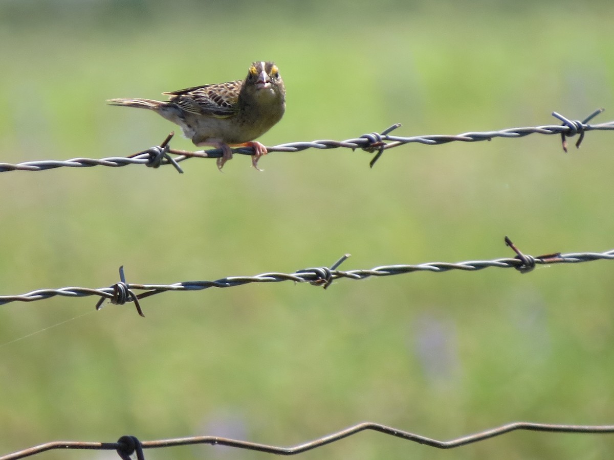 Grasshopper Sparrow - Tom Wheatley
