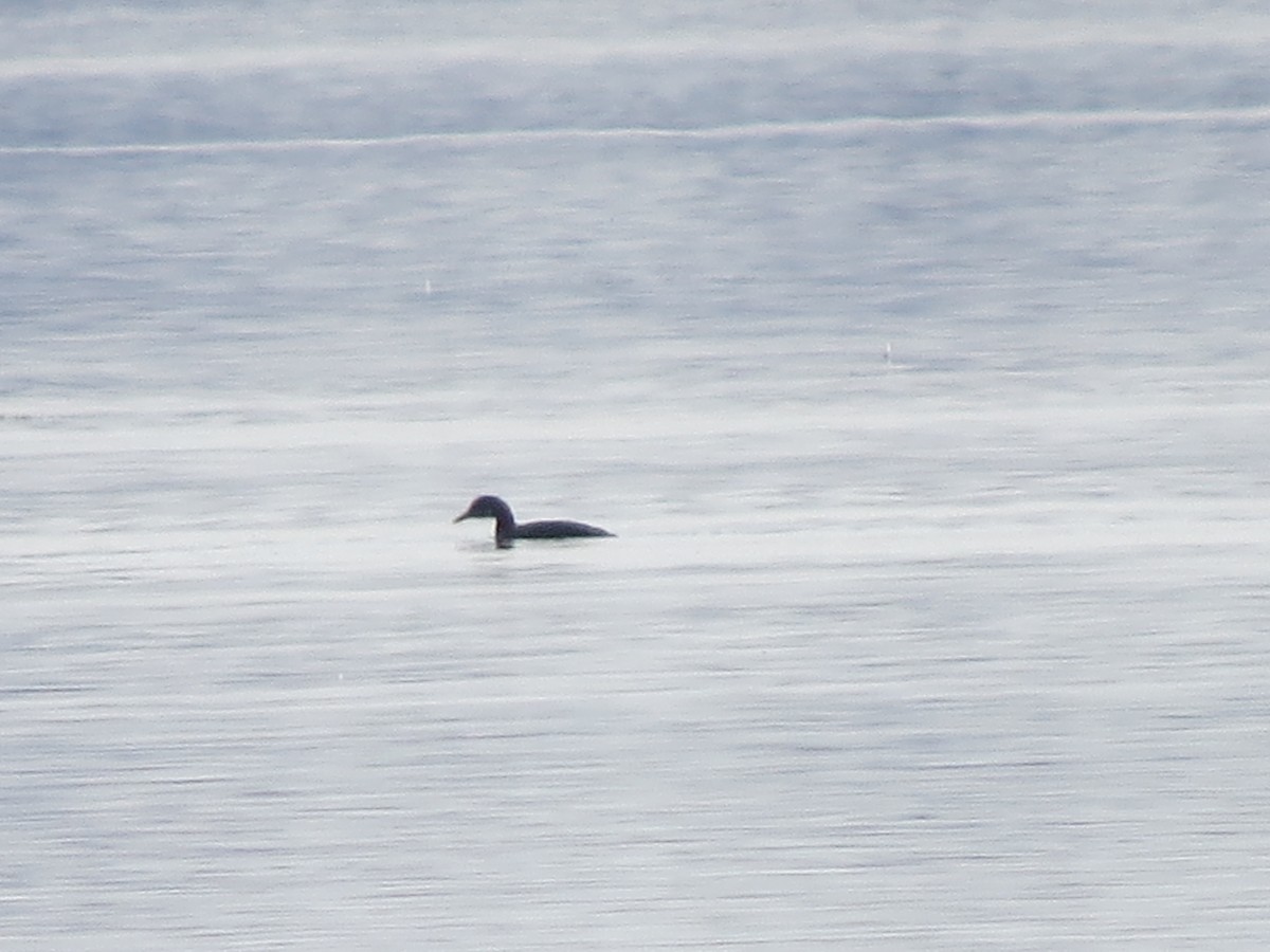 Red-necked Grebe - ML129871951