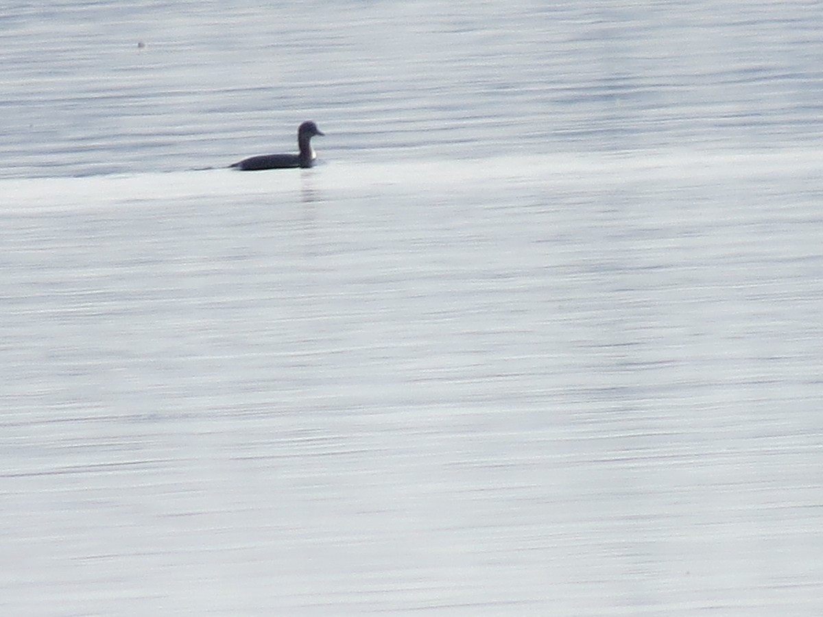 Red-necked Grebe - ML129871971