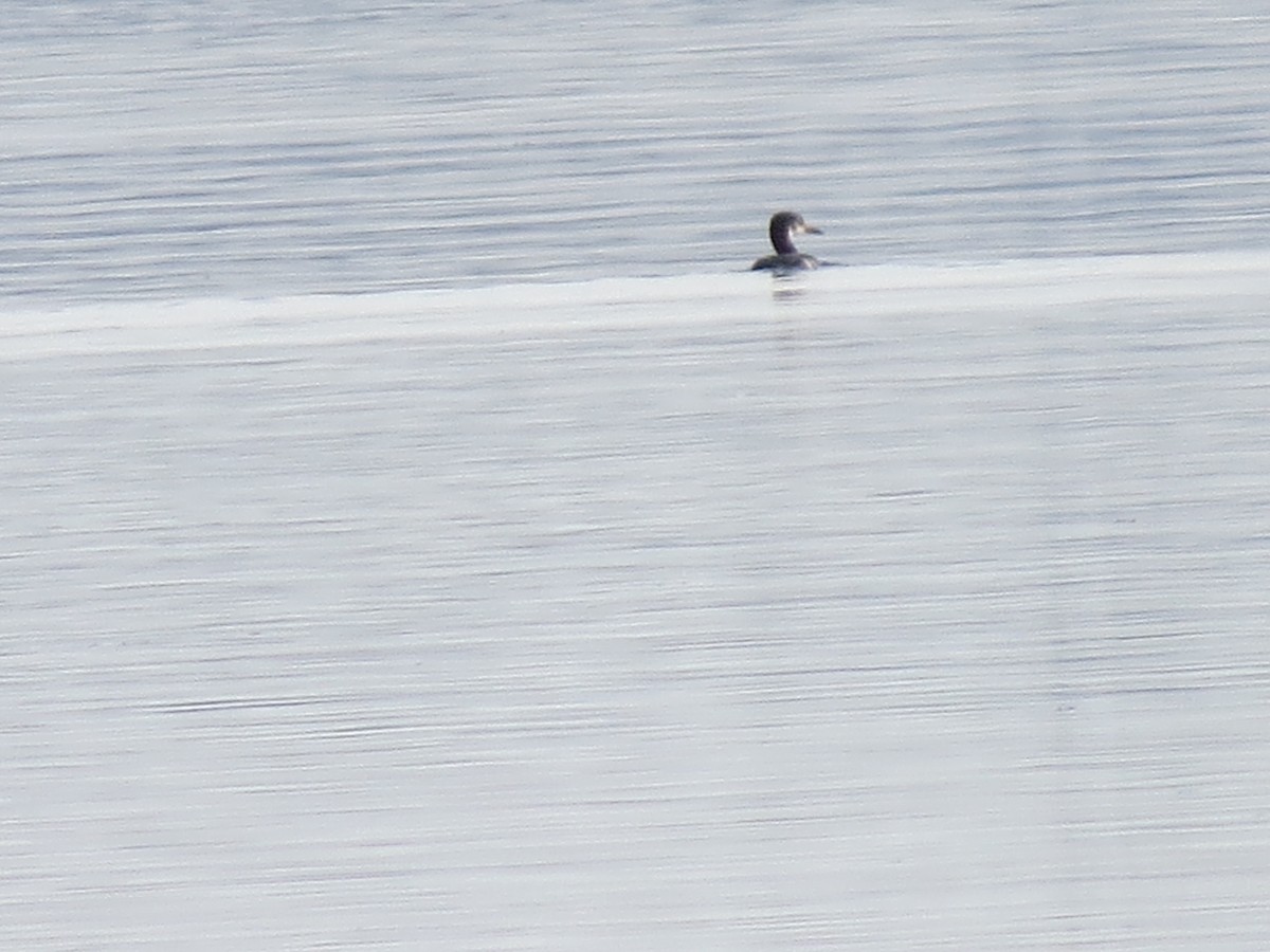 Red-necked Grebe - ML129871991