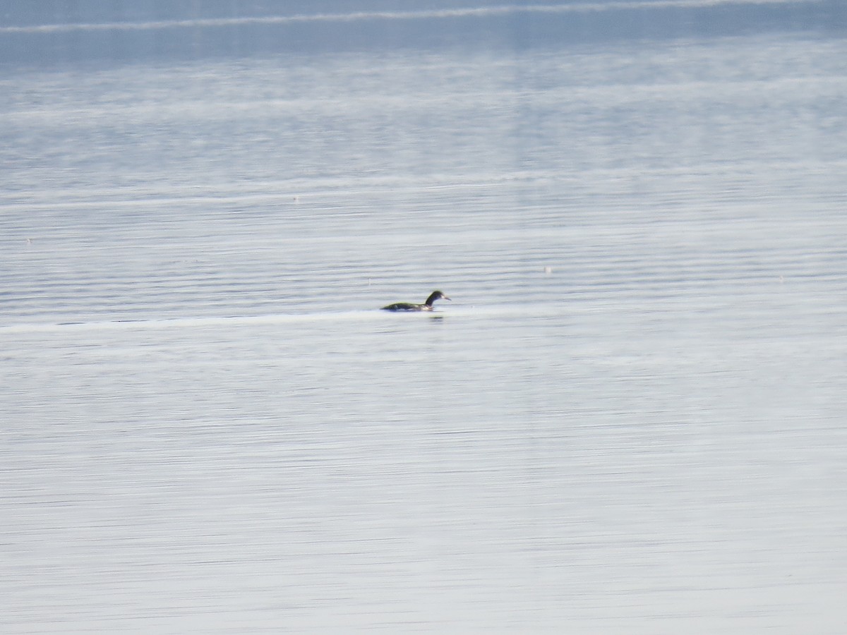 Red-necked Grebe - ML129872011