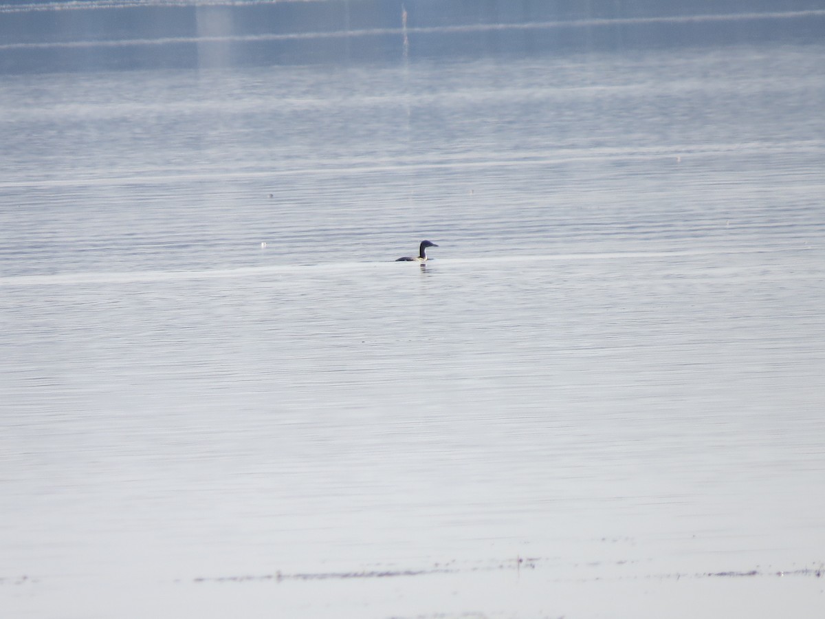 Red-necked Grebe - ML129872021