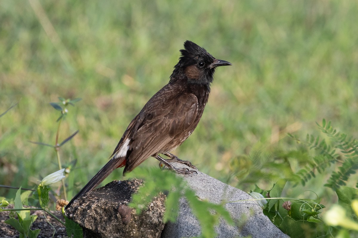 Red-vented Bulbul - ML129877551
