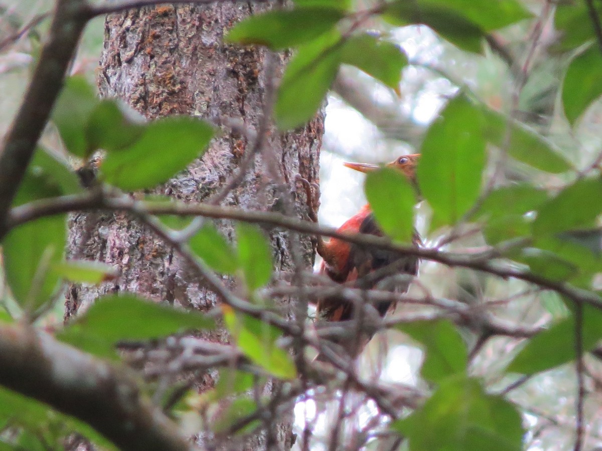 Orange-backed Woodpecker - Tom Wheatley