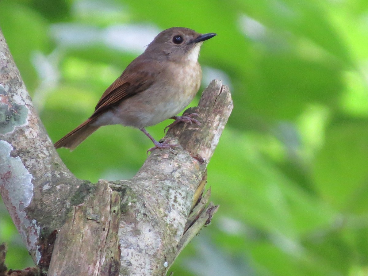 Fulvous-chested Jungle Flycatcher - Tom Wheatley