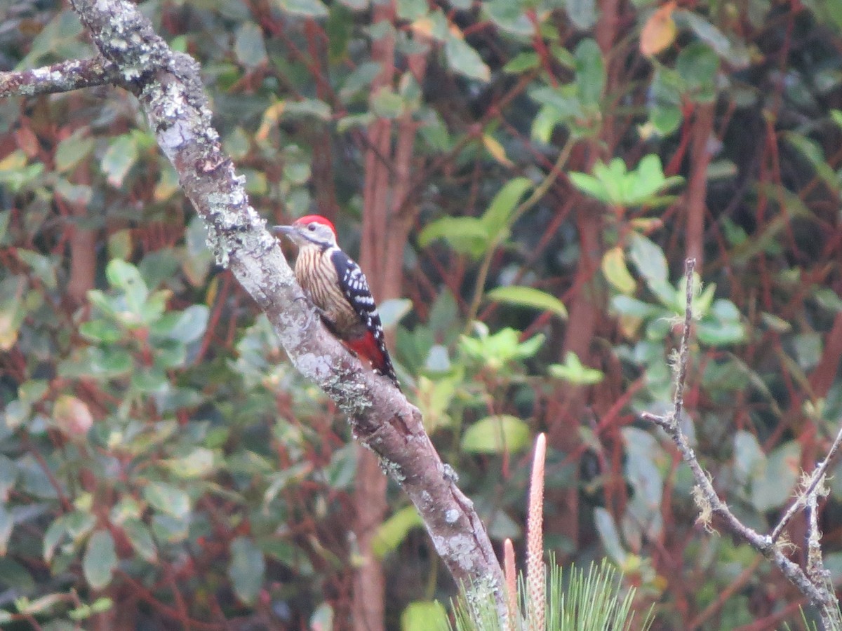 Stripe-breasted Woodpecker - ML129883931