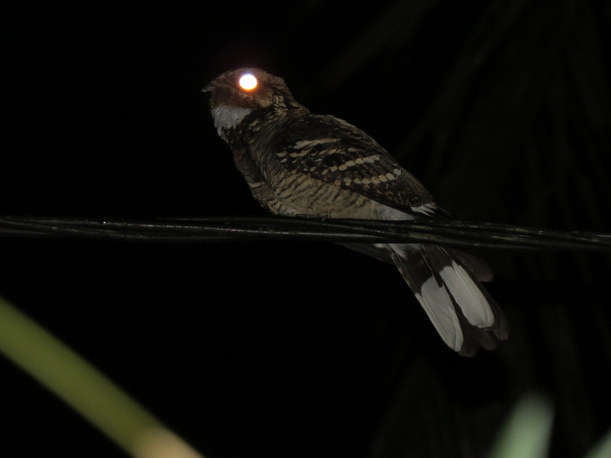 Large-tailed Nightjar - Tom Wheatley