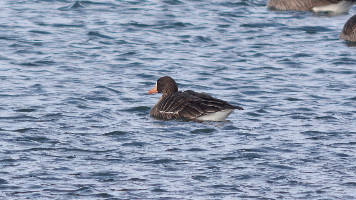 Greater White-fronted Goose - Carl Winstead