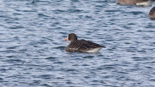 Greater White-fronted Goose, ML129889491