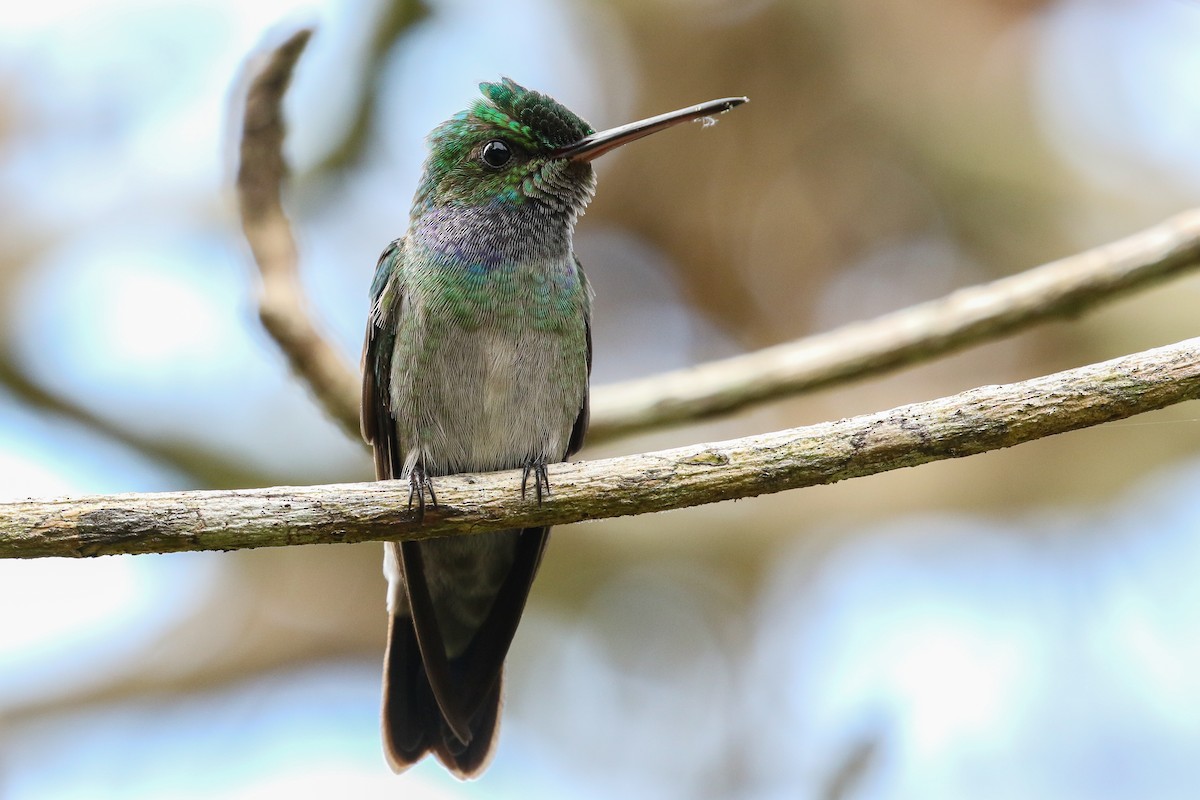 Charming Hummingbird - Blair Dudeck