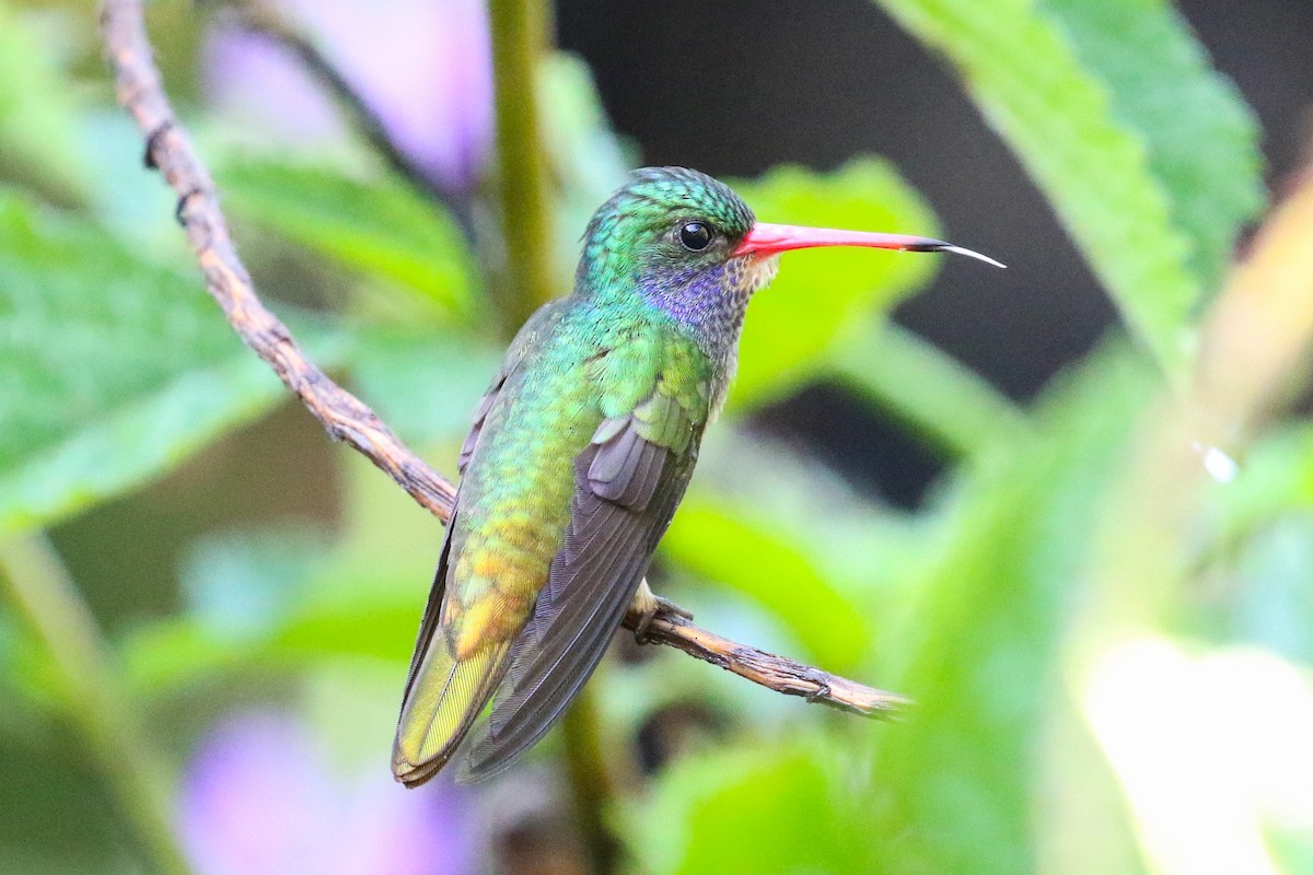 Blue-throated Goldentail - ML129890041
