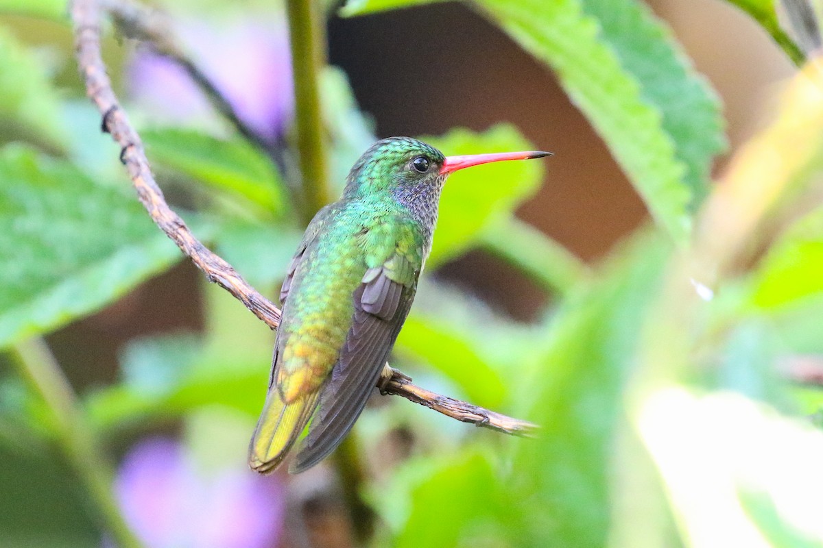 Blue-throated Goldentail - ML129890081