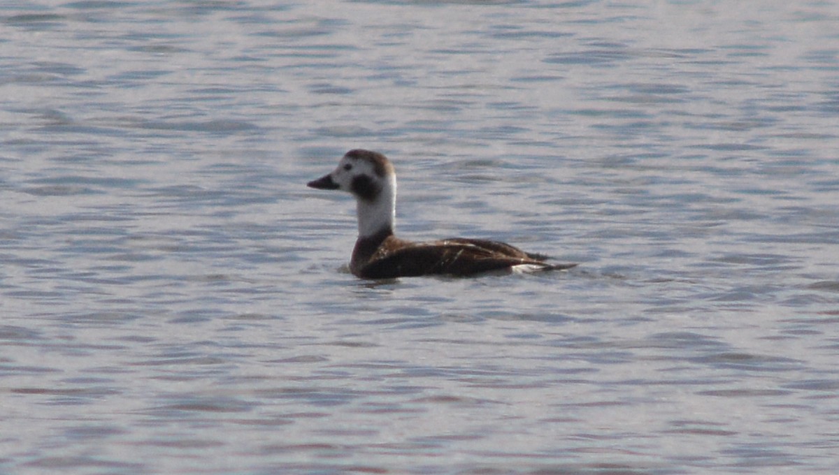 Long-tailed Duck - ML129890751