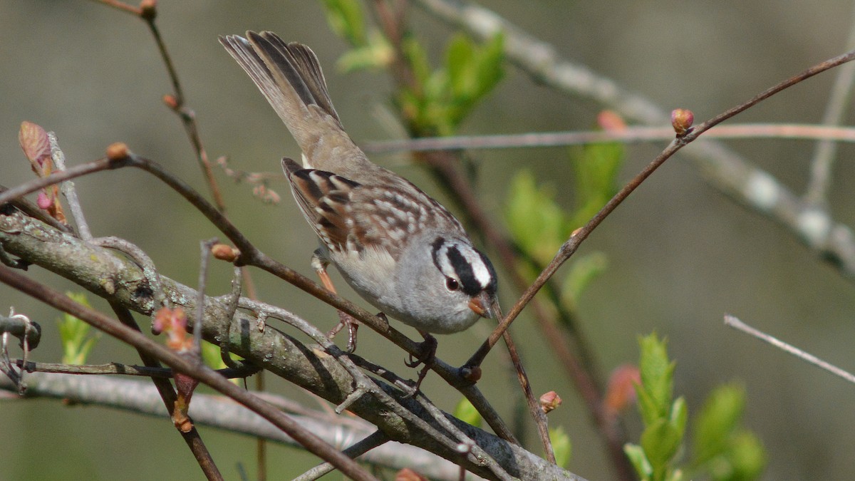 White-crowned Sparrow - Carl Winstead