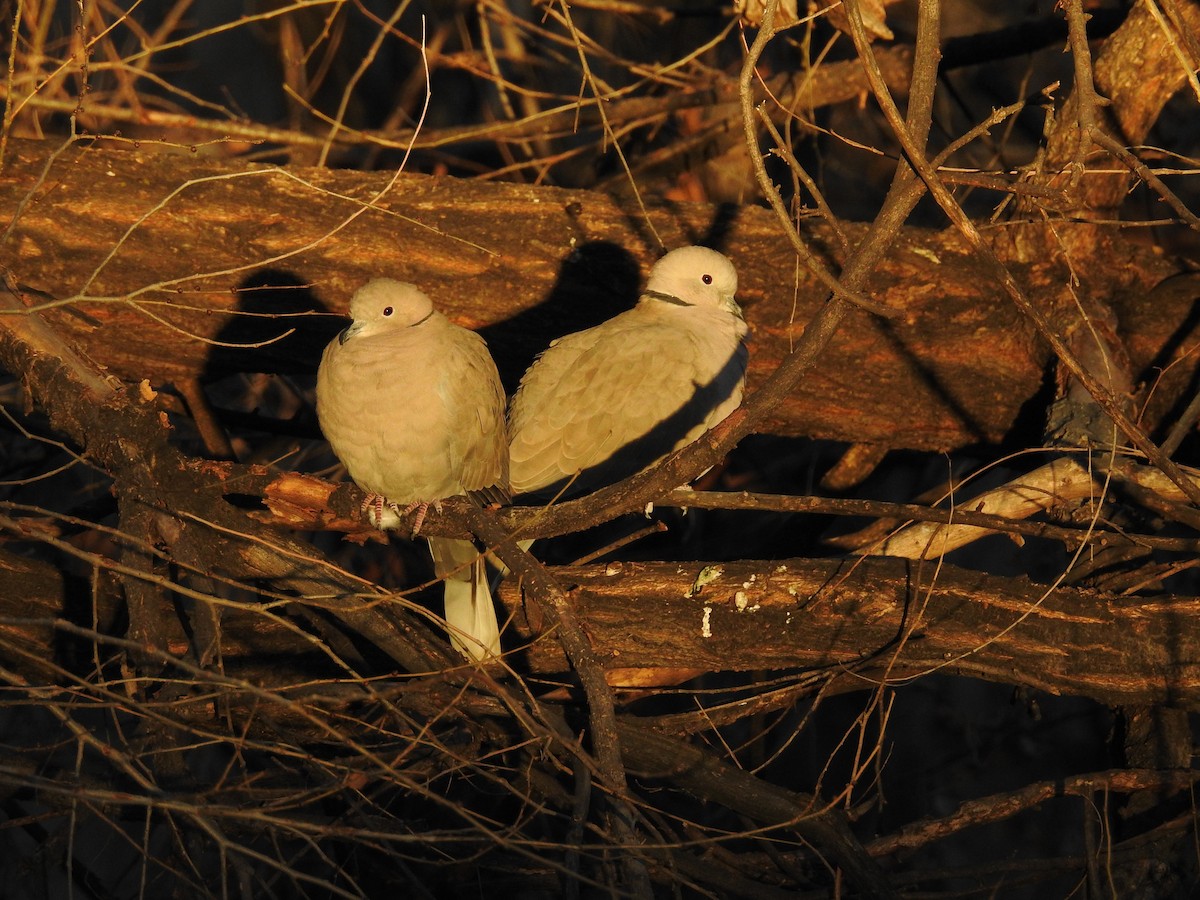 Eurasian Collared-Dove - Alan Ketcham