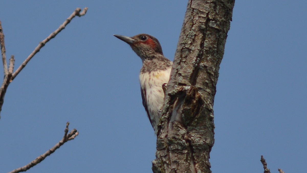 Red-headed Woodpecker - ML129894671