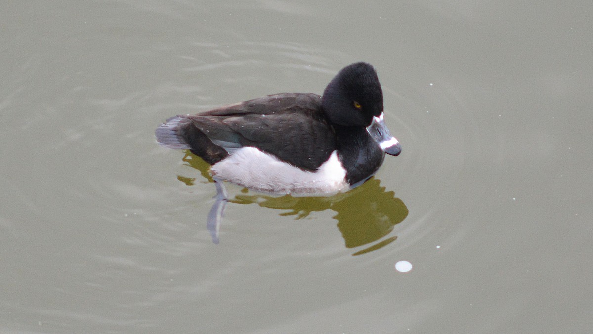 Ring-necked Duck - Carl Winstead