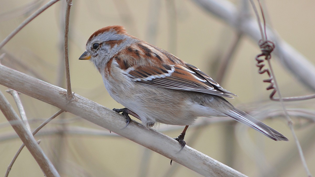American Tree Sparrow - ML129900251