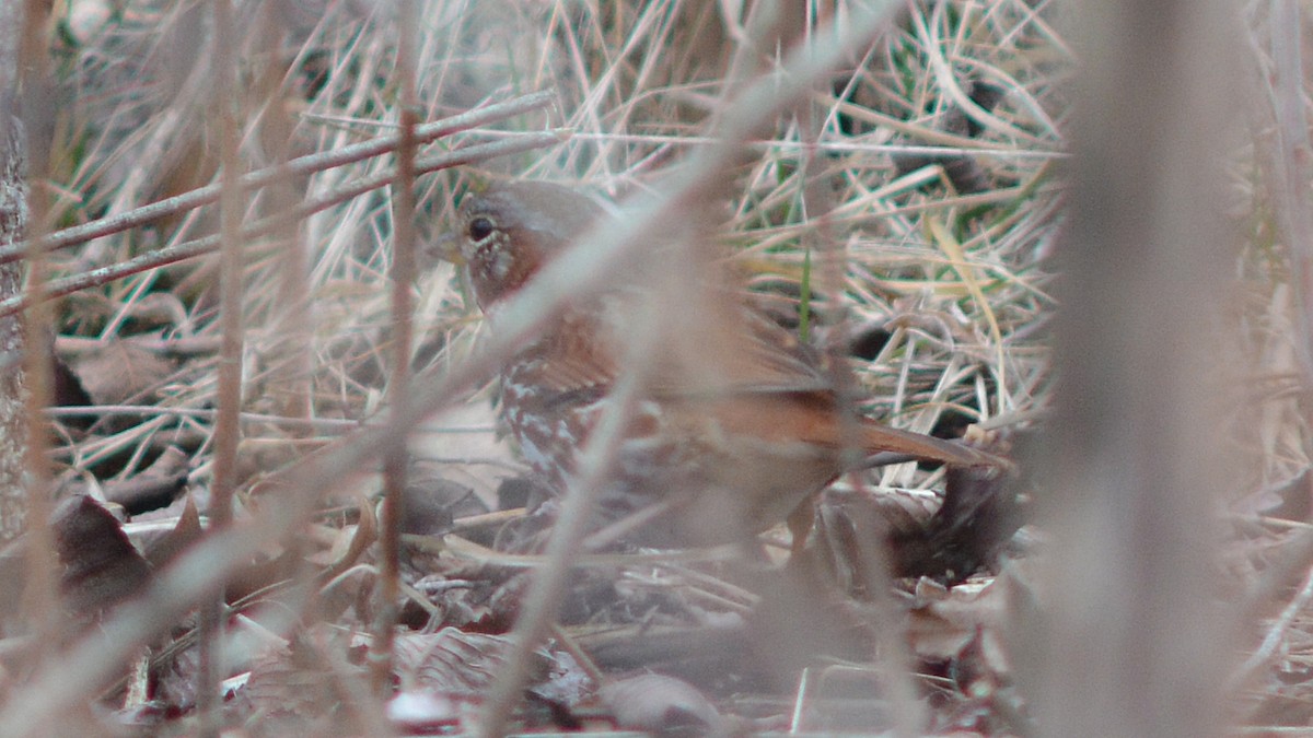 Fox Sparrow (Red) - ML129900421