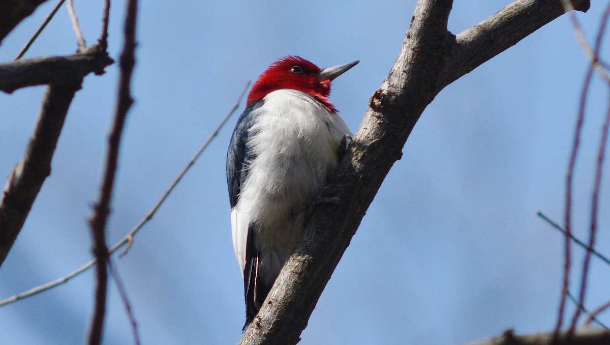 Red-headed Woodpecker - Carl Winstead