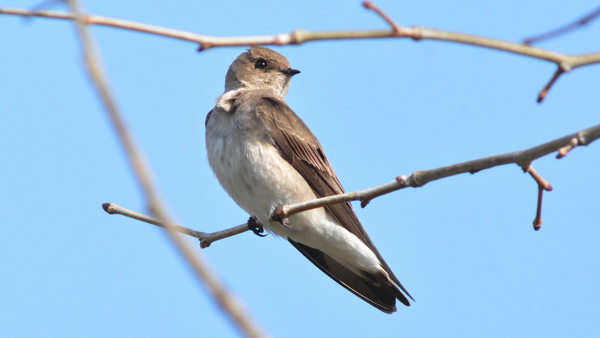 Northern Rough-winged Swallow - ML129901271
