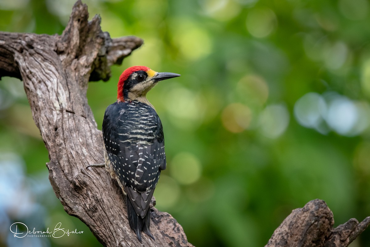 Black-cheeked Woodpecker - Deborah Bifulco