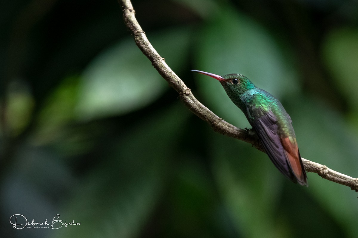 Rufous-tailed Hummingbird - Deborah Bifulco