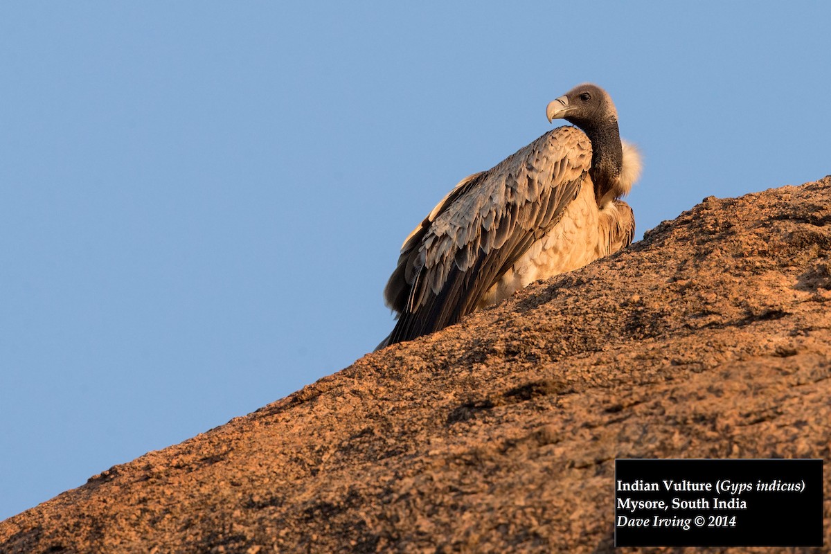 Indian Vulture - ML129905351