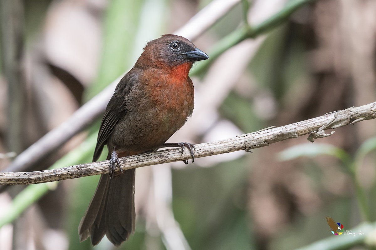 Red-throated Ant-Tanager - ML129910111