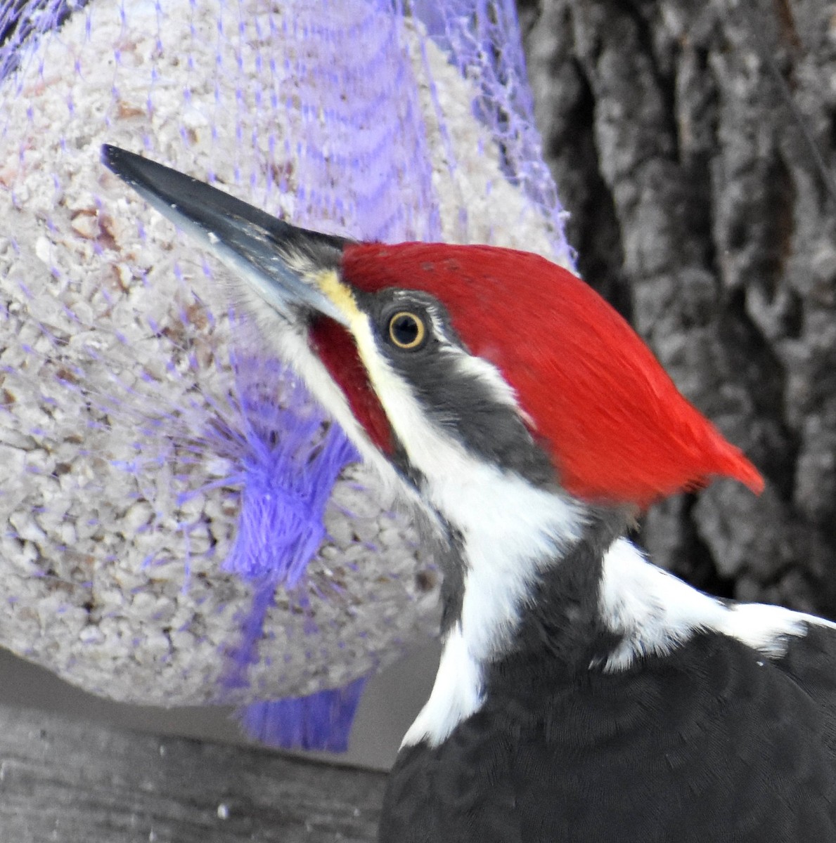 Pileated Woodpecker - kaye edmonds