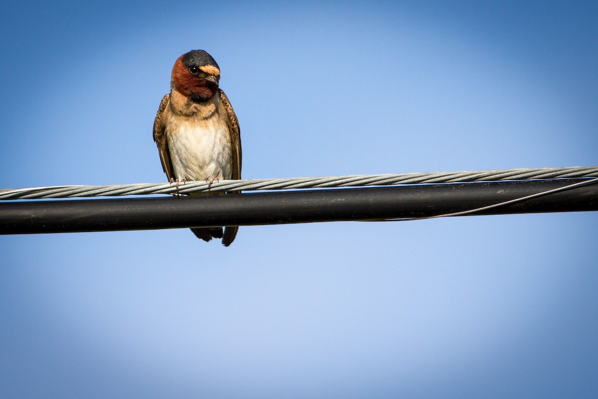Cliff Swallow - Bruce Gates