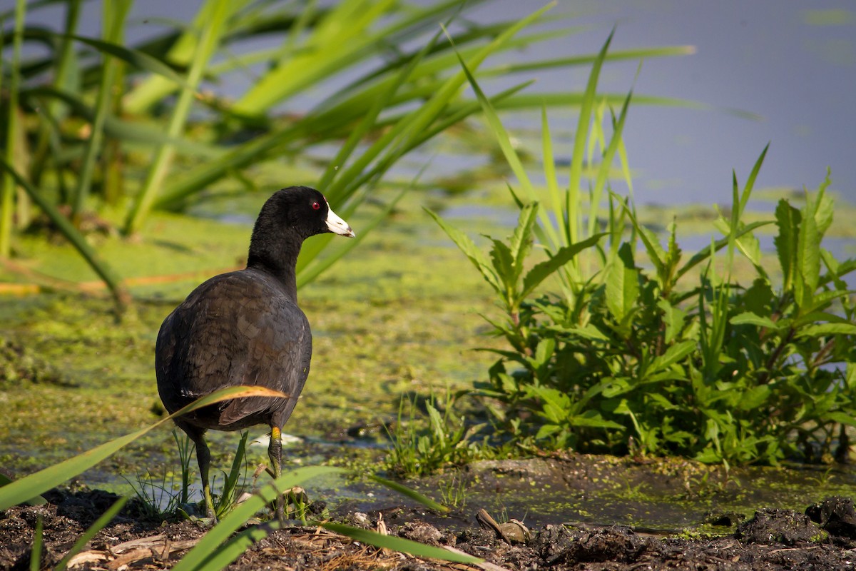 American Coot (Red-shielded) - ML129920461