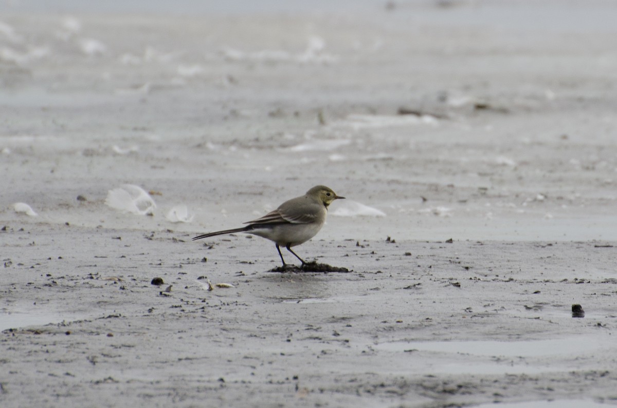 White Wagtail (White-faced) - ML129921071
