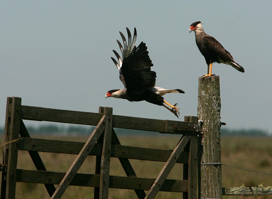 Crested Caracara (Southern) - ML129922061