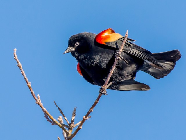 Red-Winged Blackbird (Agelaius phoeniceus) - Mississippi National River &  Recreation Area (U.S. National Park Service)