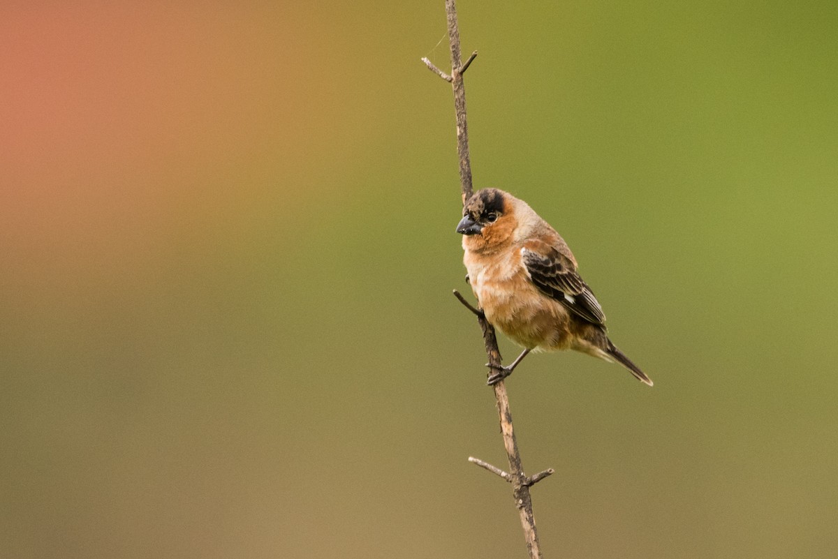 Copper Seedeater - ML129925421