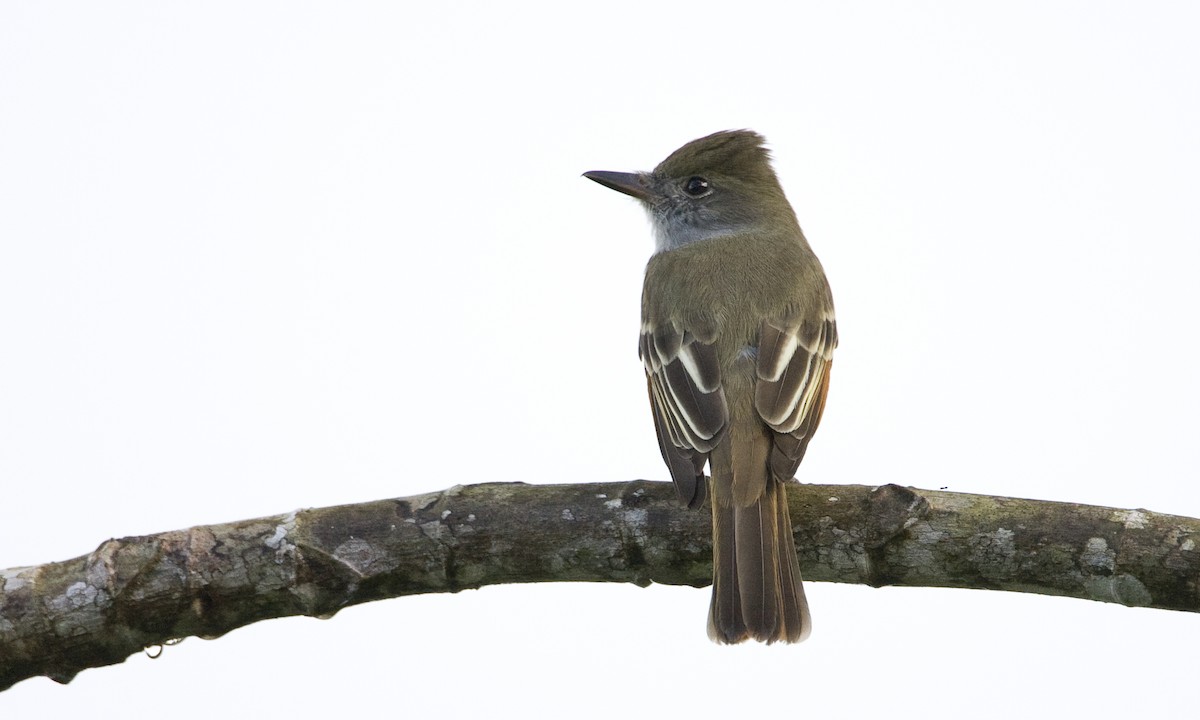 Great Crested Flycatcher - ML129933041