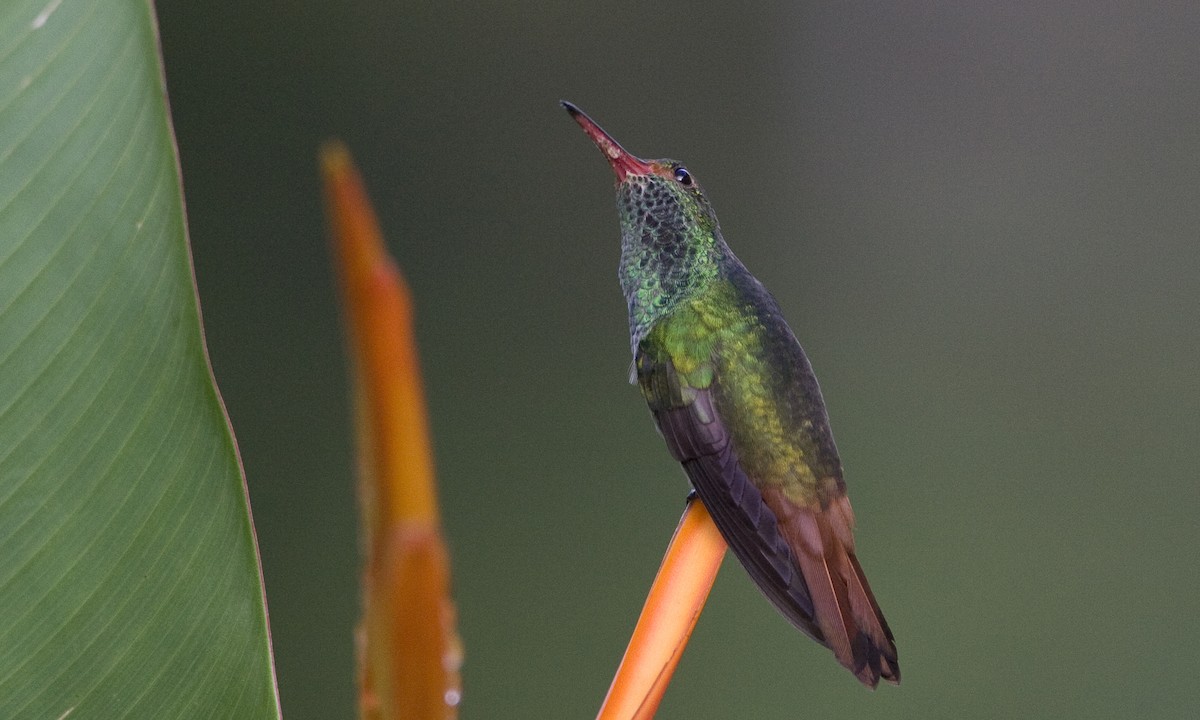 Rufous-tailed Hummingbird - ML129933141