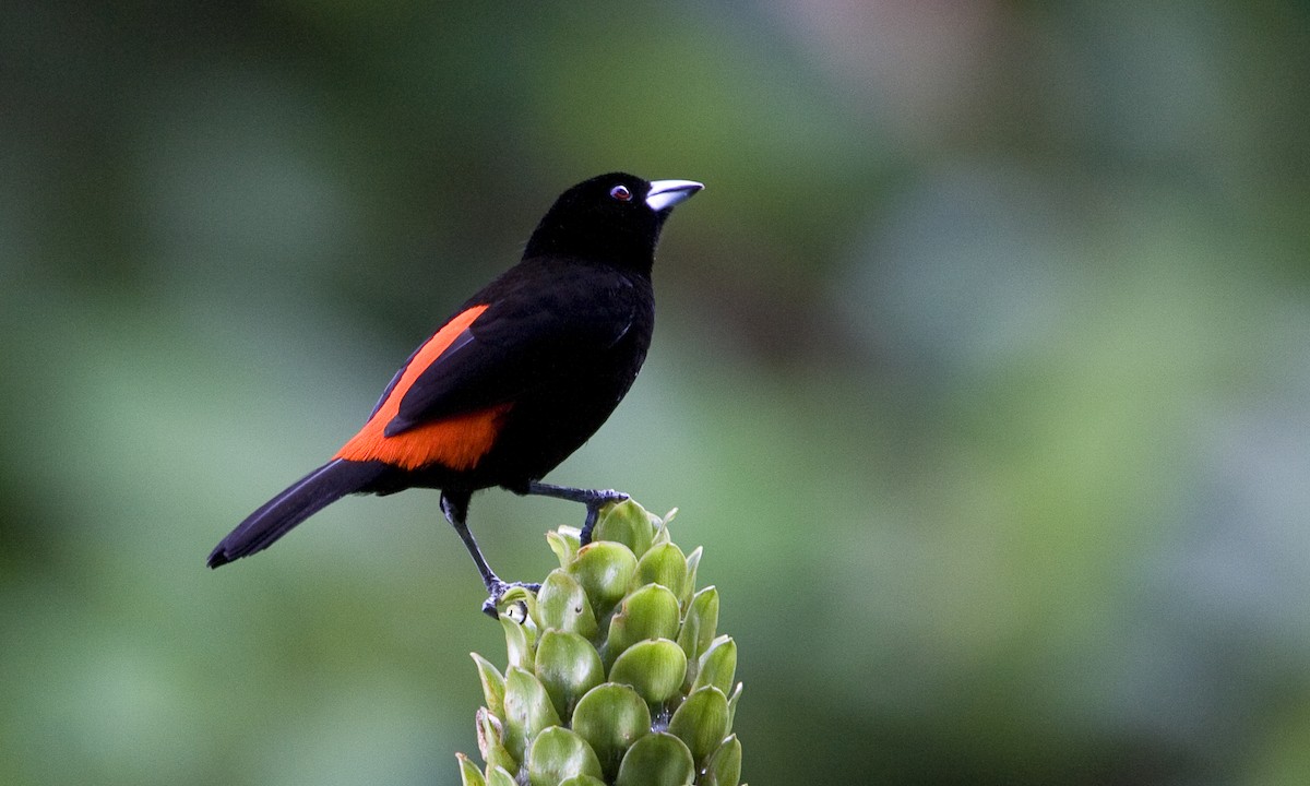 Scarlet-rumped Tanager (Cherrie's) - ML129933191