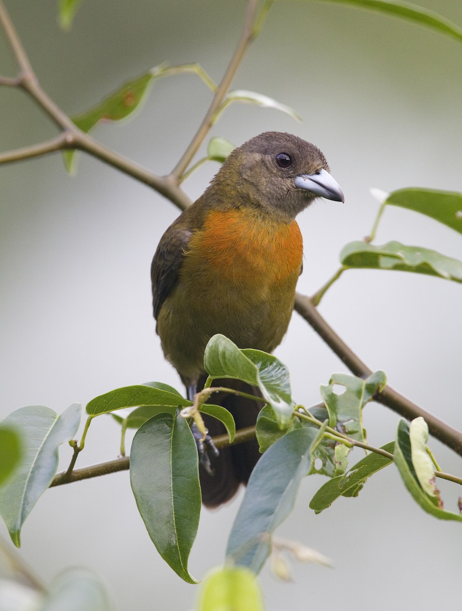 Scarlet-rumped Tanager (Cherrie's) - ML129933201