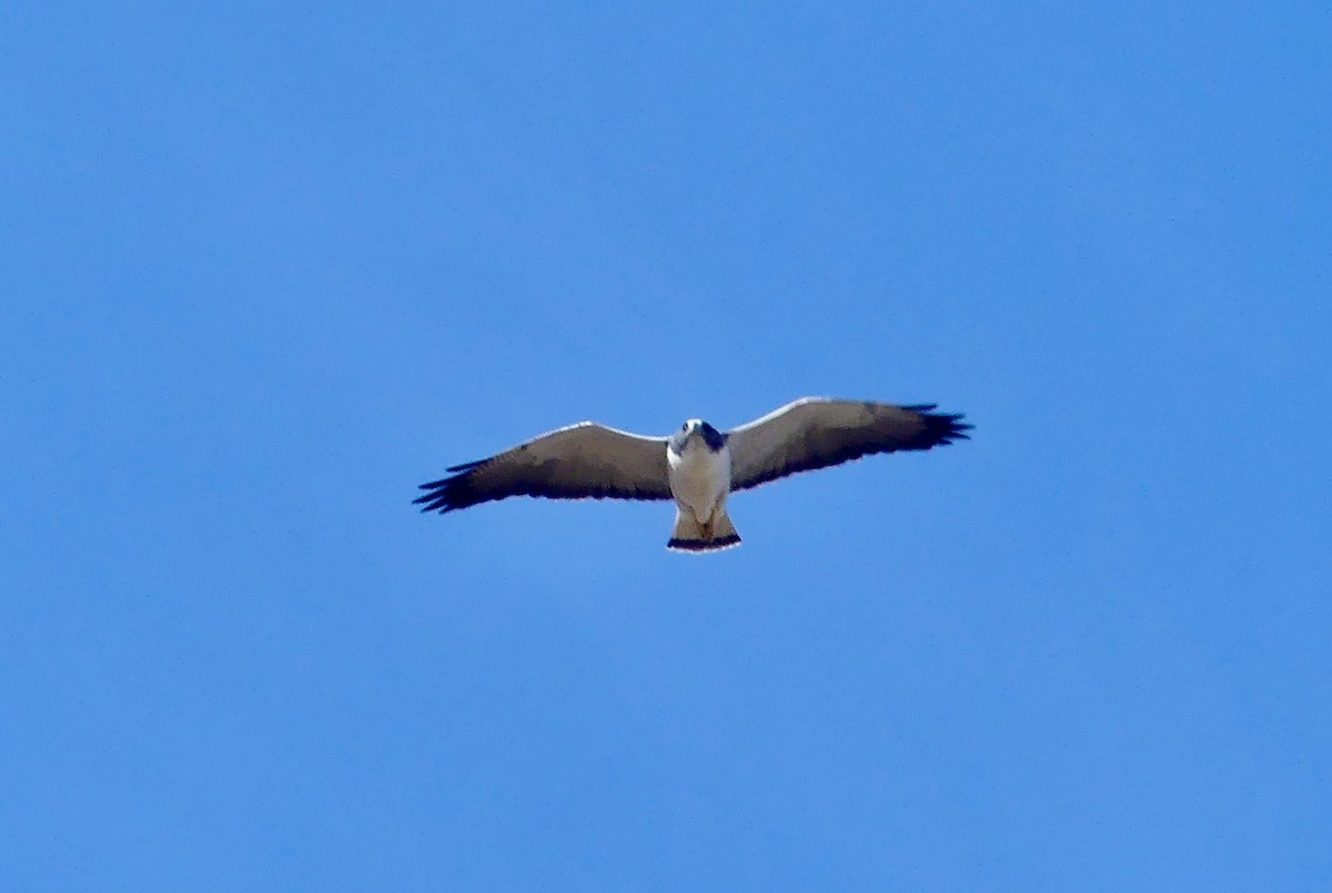 White-tailed Hawk - David MacKay