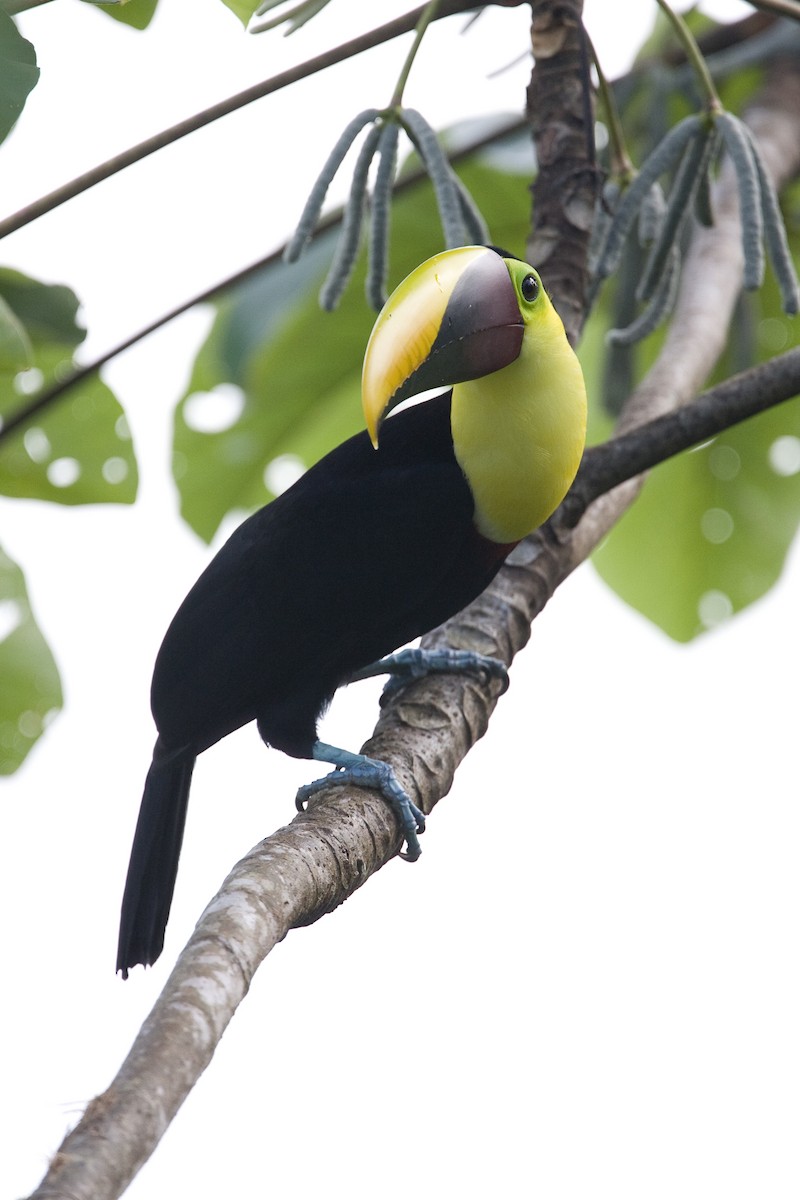 Yellow-throated Toucan (Chestnut-mandibled) - ML129933471